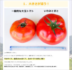 トマトのうまみや大きさを紹介