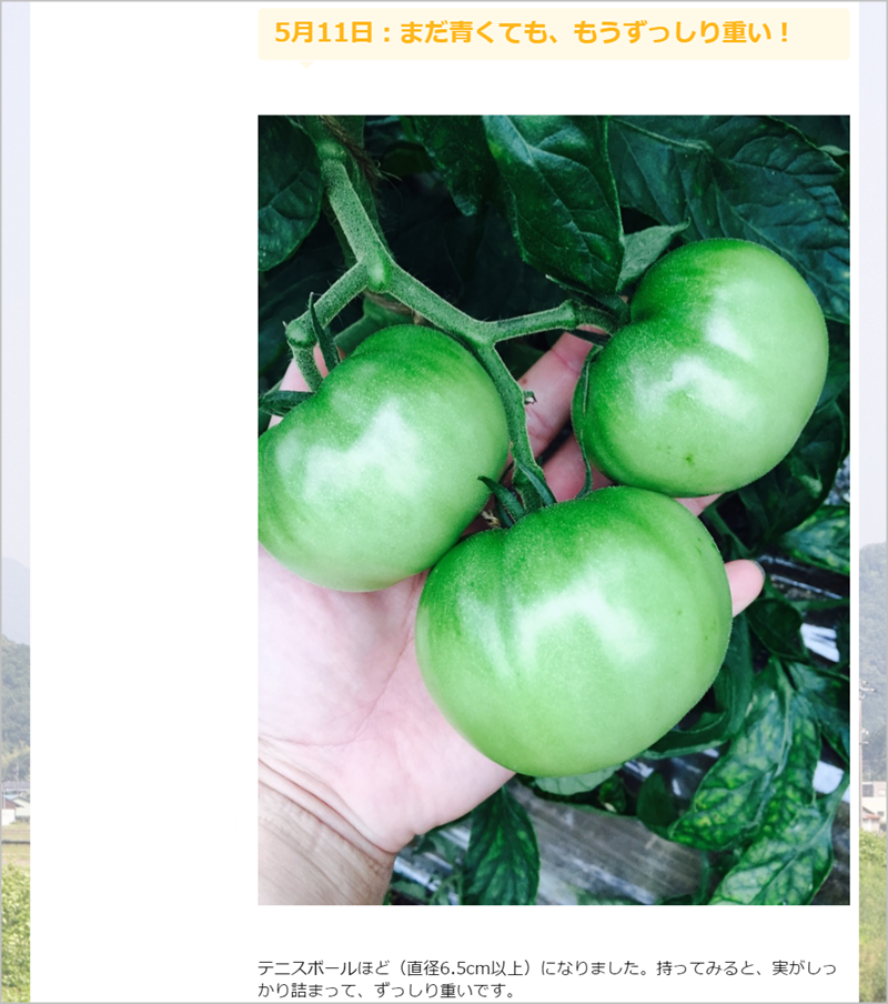 トマトの成長記録
